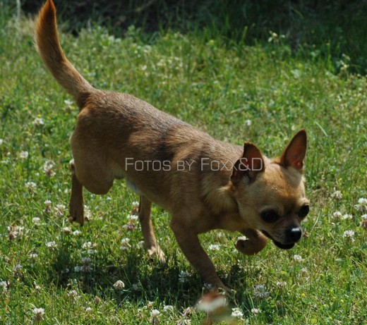 Max on patrol in his yard