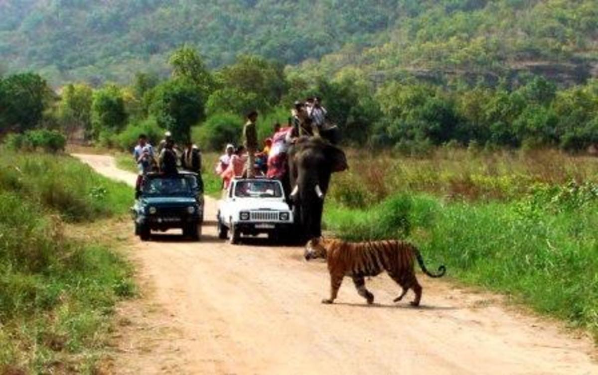 Elephant and Jeep Safari in Kanha