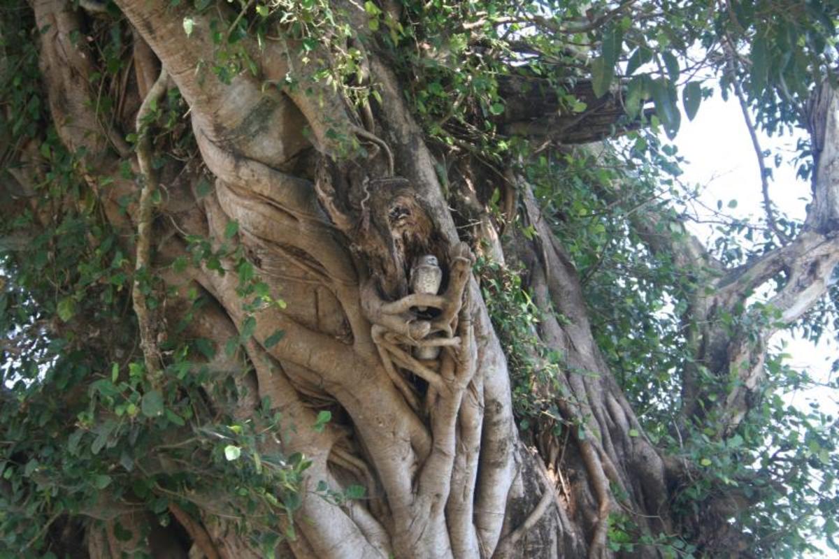 Spotted Owl at Banyan Tree in Kanha Kisli