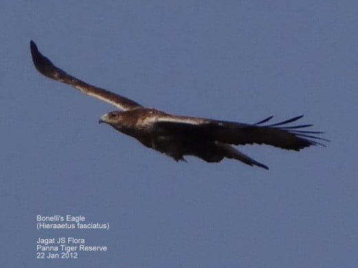 Bonelli's Eagle
