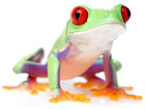 The red eyed tree frog reaches a size of about 2 to 3 inches, and it has an expected life span of 4 to 10 years. They are an amazing animal that are well known around the world for their bright eyes and exotic colors. 