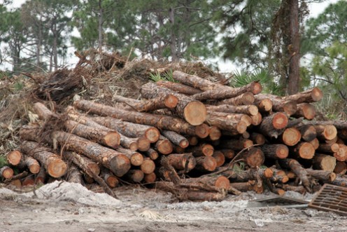 A log is a portion or length of the trunk, or a large limb, of a tree after cutting down trees and timbering on land. It's also to compile, amass, and keep a record of a day's events, like for ships and airplanes. 