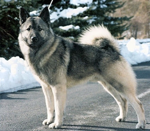 great-names-for-your-norwegian-elkhound-pethelpful