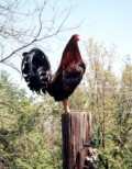 Them There is FIGHTIN' Chickens.  (Stories of Life in My Family)