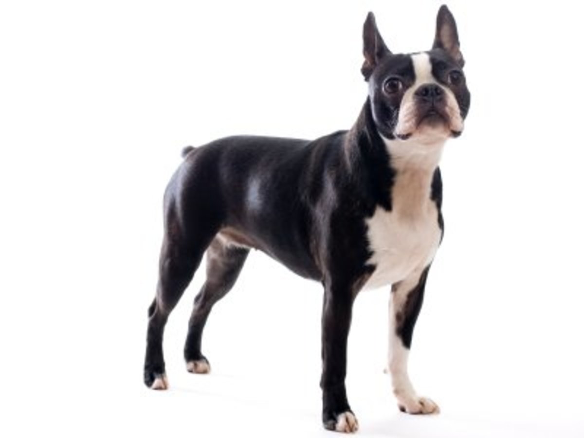 Boston Terriers With Tails! PetHelpful