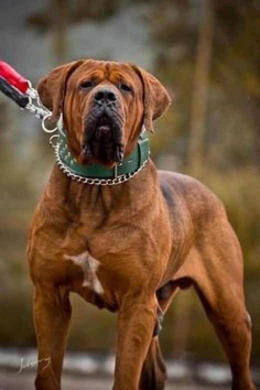 Worlds Most Aggressive Dog Breeds PetHelpful