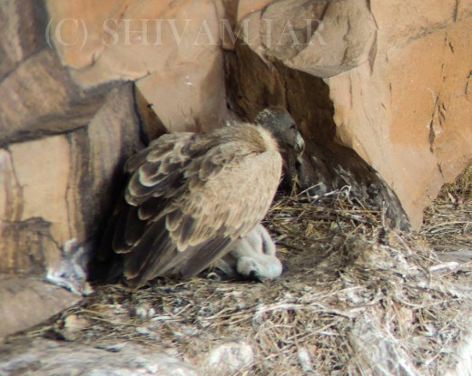Long Billed Vulture on Nest 