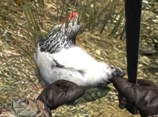 The elusive chicken