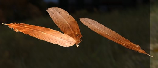 Feathers needed for the Improvised Arrows