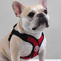 Teddy (French Bulldog) in the PerfectFit Harness