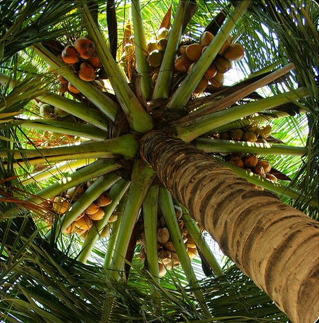 A Coconut Tree