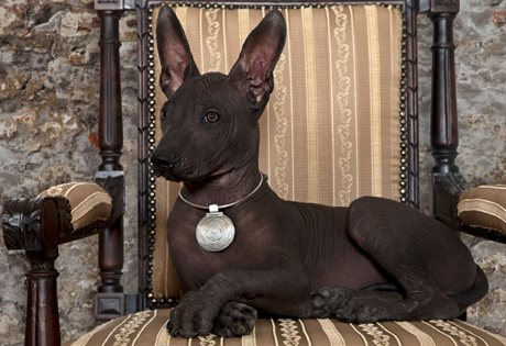 Courtesy of the American Kennel Club.