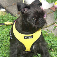 Jack in his Soft Harness