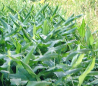 turmeric