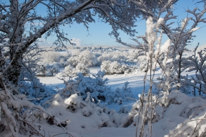 Winter scene with newly fallen snow