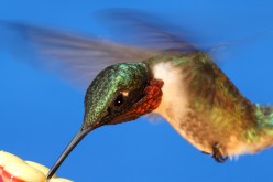 Hummingbird and Feeders