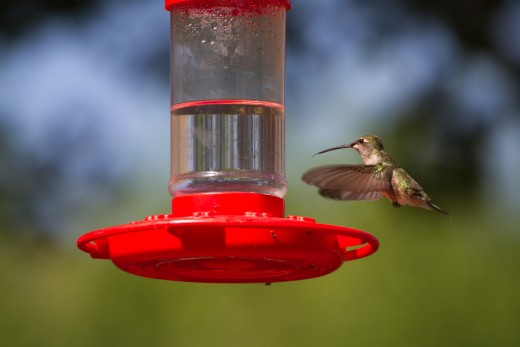Broadtailed Hummingbird feeding 