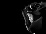 Black Rose