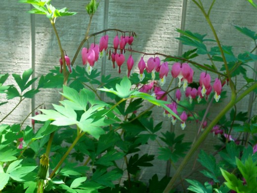 Bleeding Hearts bloom in Spring.