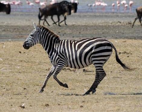 Zebras are normally found in herds - safety in numbers!