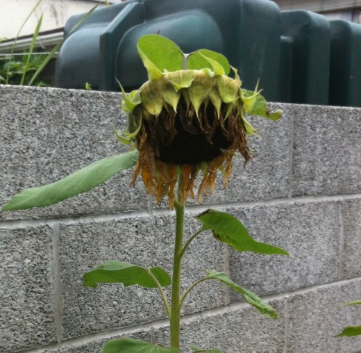 The sad face of a sunflower approaching the end of its life.