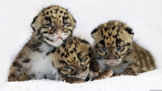 3 baby leopard cubs