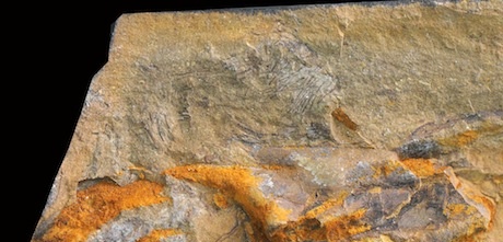 Scales on the foot (above) and feathers on the head (below) of a Kulindadromeus fossil.