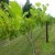 Nearwood Home Vineyard Nearwood Home Vineyard