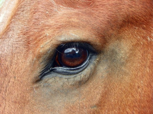 A horse's eyes are designed to help them see predators