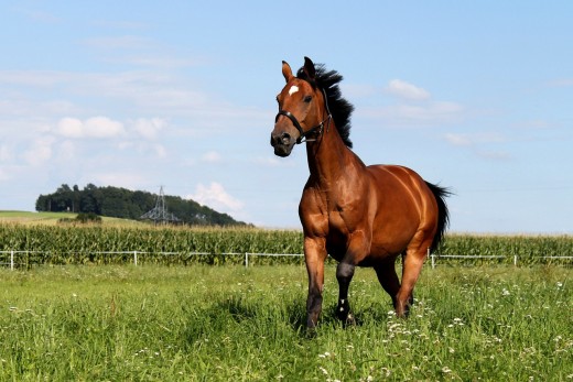 Horses have a panoramic view