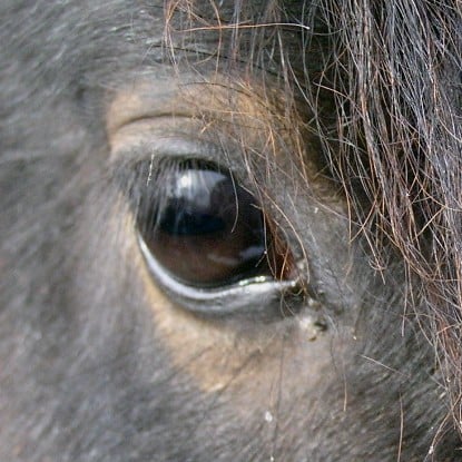  Horses can see well at night