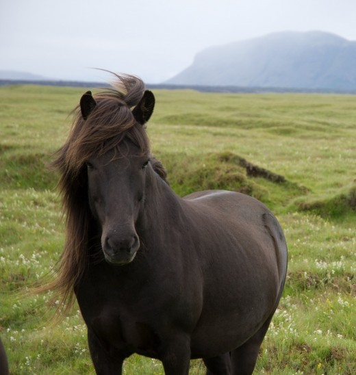 Horses have survived for millions of years using their five senses