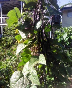 Look this might not be the best photo, but if you look closely you will see how many purple king beans are hanging on this small plant.
