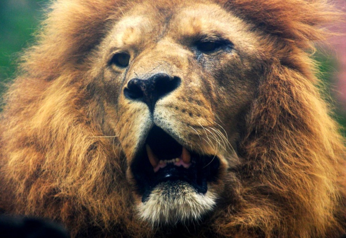 90 Lion Names Meanings Pethelpful - lion fur roblox