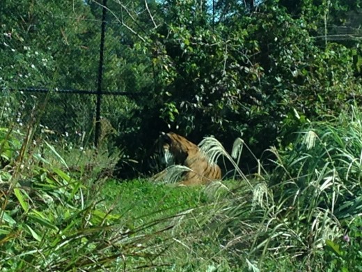 One of the two tigers at the zoo. 