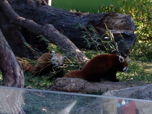 Two of the zoo's red pandas 