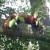 A red panda sleeping in the trees