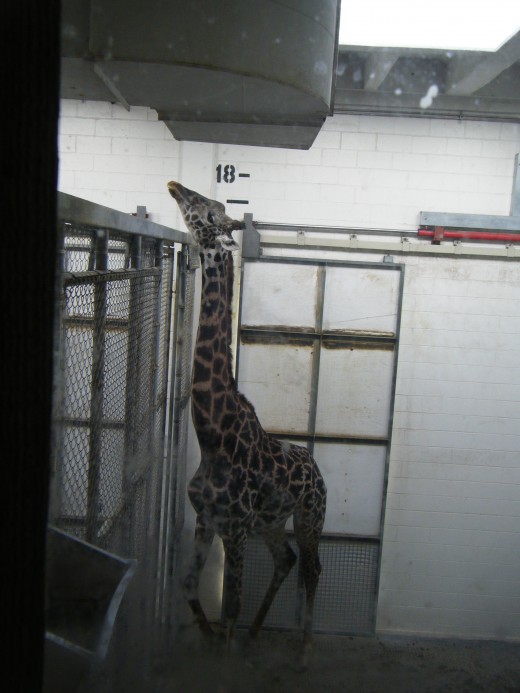A giraffe inside the enclosure for giraffes and elephants.