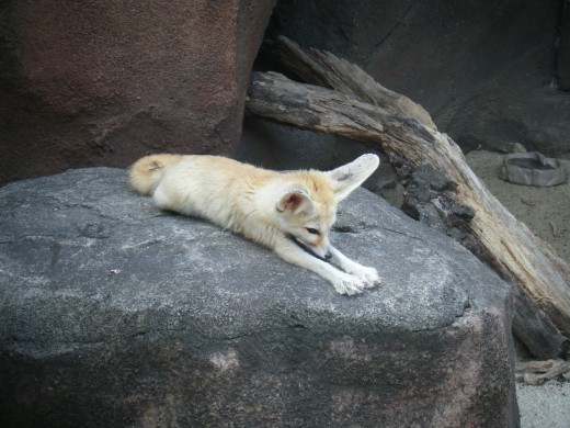 A fennec fox