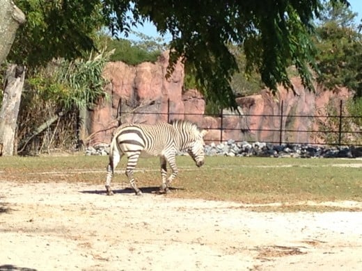 One of the many zebra.