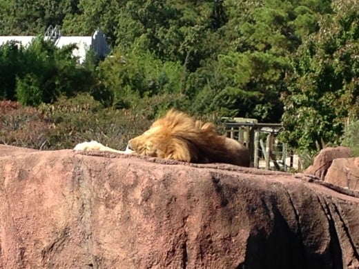 The male lion sleeping on the heated rock. 