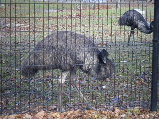 Emus in the Australia area of the zoo. 