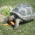 A species of giant tortoise enjoying carrots