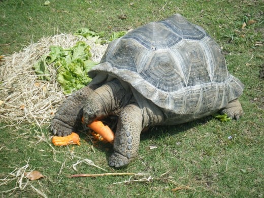 A species of giant tortoise enjoying carrots