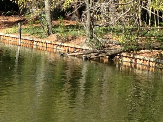 native species of turtles basking on the logs near the pod.