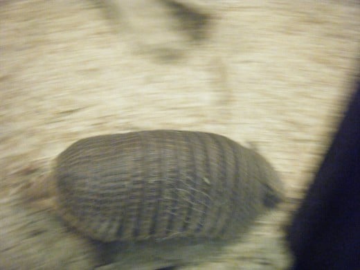 Armadillos are very hard to get pictures of when the are moving.