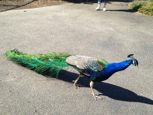 One of the many peacocks that roam the zoo.