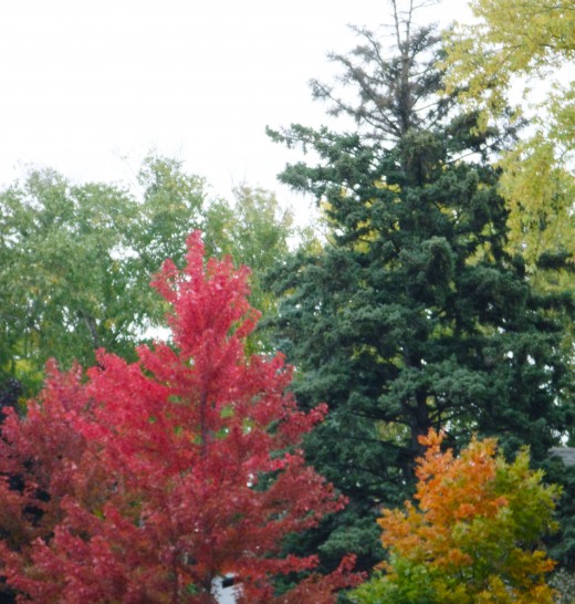 Such intense colors!