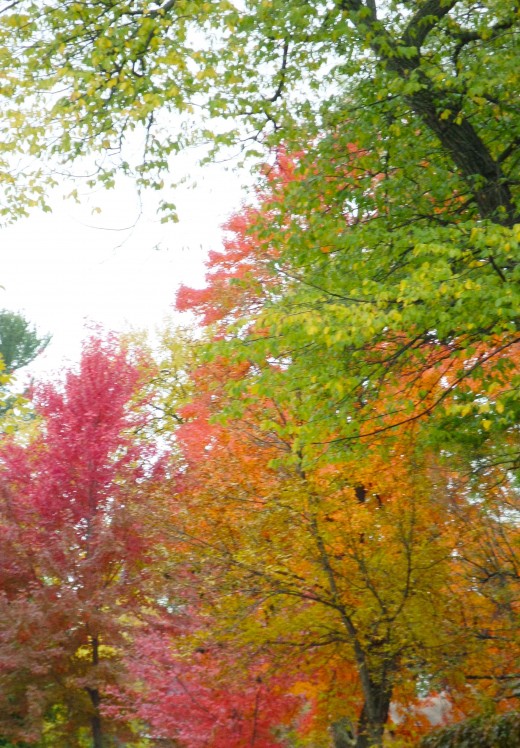 Technicolor trees.