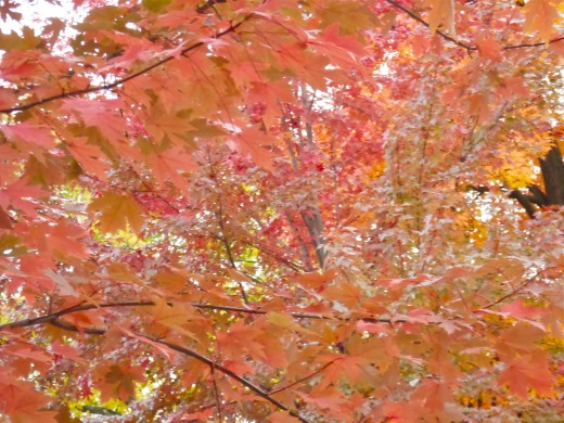 As they turn, the yellow goes brown.